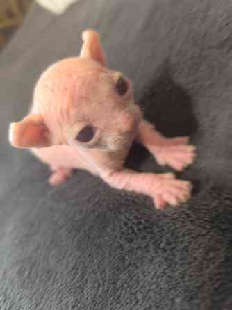 Котята сфинкс Донецк