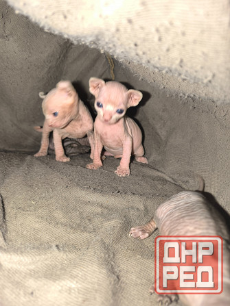 Котята сфинкс Донецк - изображение 1