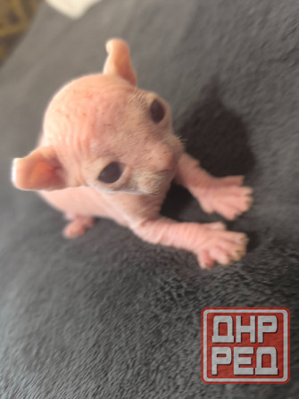 Котята сфинкс Донецк - изображение 1