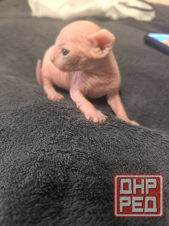 Котята сфинкс Донецк - изображение 2