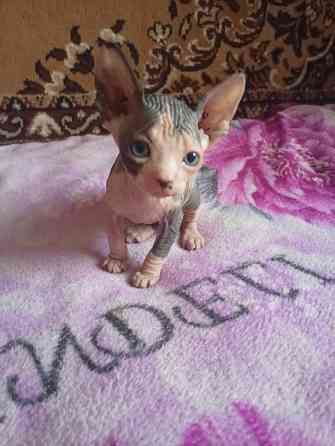 Продажа котят канадского сфинкса Макеевка