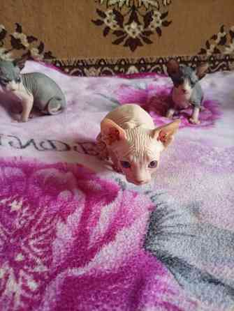 Продажа котят канадского сфинкса Макеевка