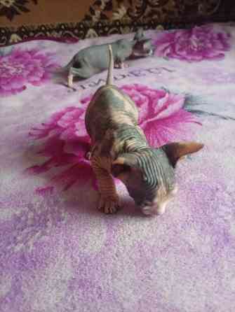 Продажа котят канадского сфинкса Макеевка