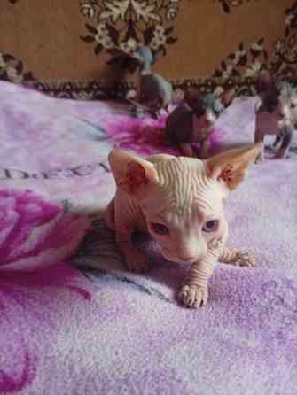 Продажа котят канадского сфинкса Макеевка
