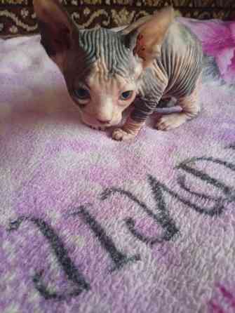 Продажа котят канадского сфинкса Макеевка