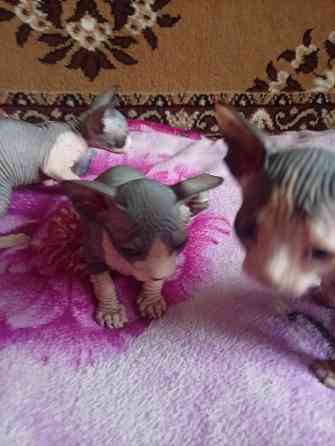 Продажа котят канадского сфинкса Макеевка