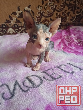 Продажа котят канадского сфинкса Макеевка - изображение 2