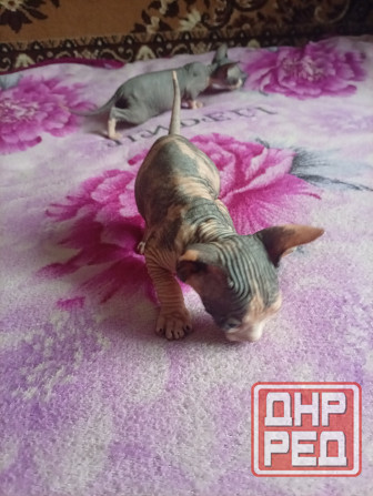 Продажа котят канадского сфинкса Макеевка - изображение 6