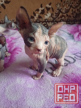 Продажа котят канадского сфинкса Макеевка - изображение 3