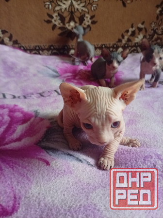 Продажа котят канадского сфинкса Макеевка - изображение 1