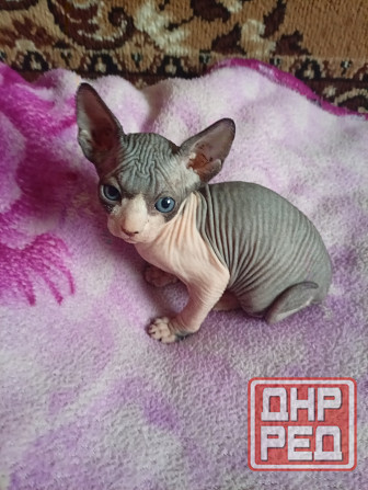 Продажа котят канадского сфинкса Макеевка - изображение 8