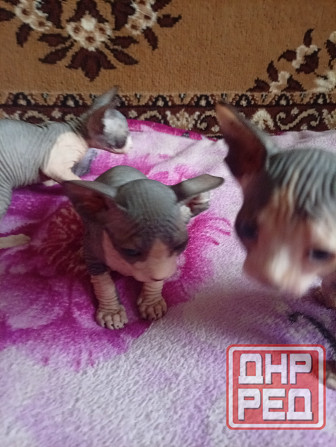 Продажа котят канадского сфинкса Макеевка - изображение 7