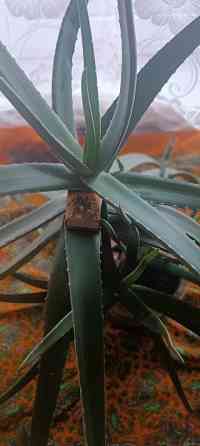 Алое Вера ( 5 лет ) Донецк