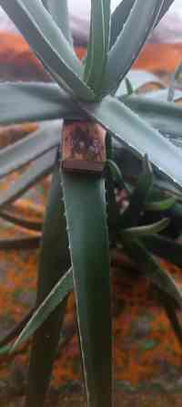 Алое Вера ( 5 лет ) Донецк