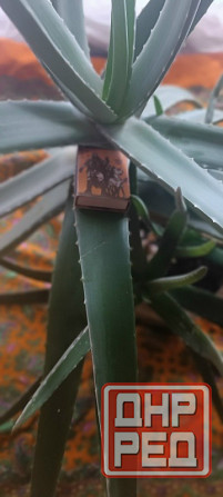 Алое Вера ( 5 лет ) Донецк - изображение 2