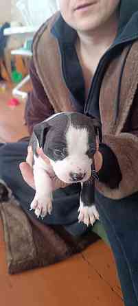 малыши Американского стаффордширского терьера Донецк