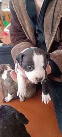 малыши Американского стаффордширского терьера Донецк