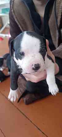 малыши Американского стаффордширского терьера Донецк