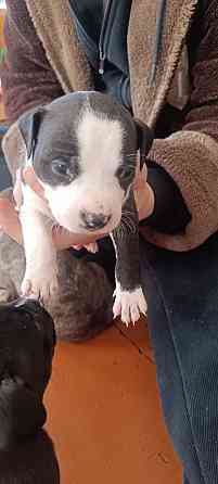 малыши Американского стаффордширского терьера Донецк