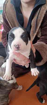 малыши Американского стаффордширского терьера Донецк