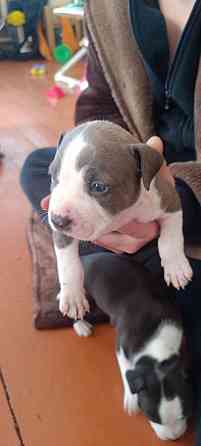 малыши Американского стаффордширского терьера Донецк