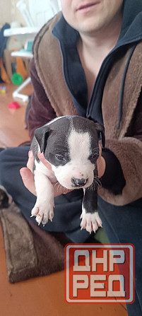 малыши Американского стаффордширского терьера Донецк - изображение 6