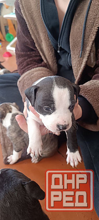 малыши Американского стаффордширского терьера Донецк - изображение 3