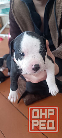 малыши Американского стаффордширского терьера Донецк - изображение 1