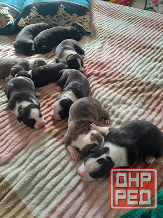 малыши Американского стаффордширского терьера Донецк - изображение 7