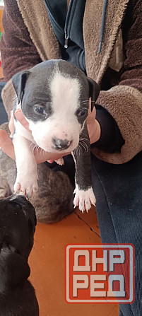 малыши Американского стаффордширского терьера Донецк - изображение 4