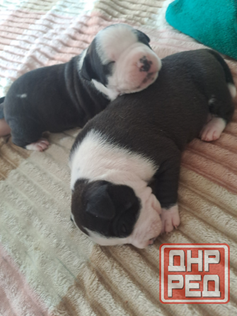 малыши Американского стаффордширского терьера Донецк - изображение 8