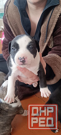 малыши Американского стаффордширского терьера Донецк - изображение 2