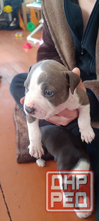 малыши Американского стаффордширского терьера Донецк - изображение 5