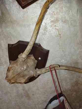 Рога оленя Донецк