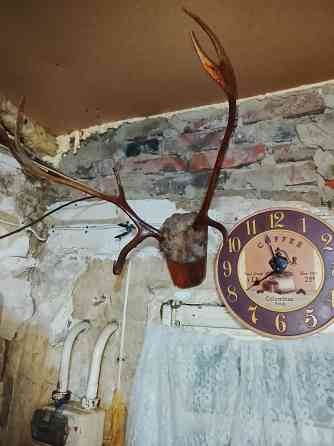 Рога оленя Донецк