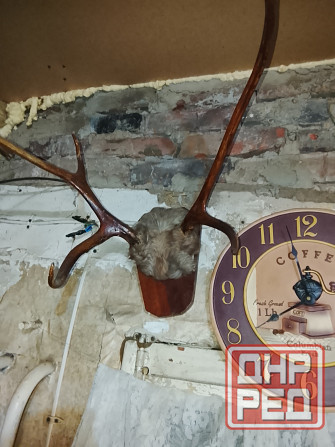 Рога оленя Донецк - изображение 5