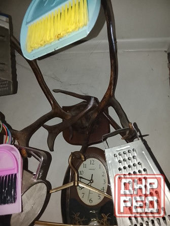 Рога оленя Донецк - изображение 2