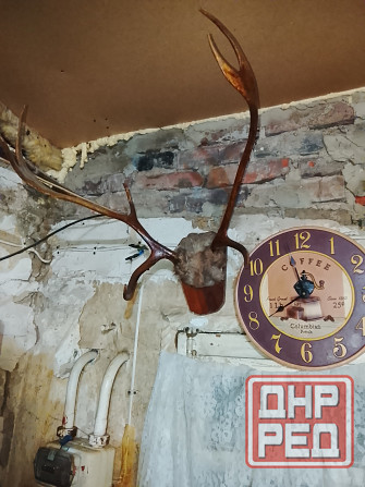 Рога оленя Донецк - изображение 6