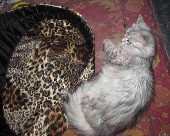 Универсальная машина, Iq 70 Донецк