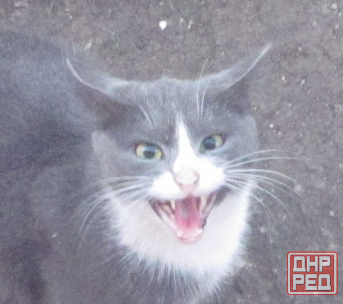 Которые на, черепно мозговая Донецк - изображение 1