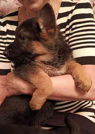 Немецкая овчарка (щенки). Донецк