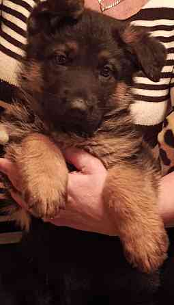 Немецкая овчарка (щенки). Донецк