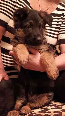 Немецкая овчарка (щенки). Донецк