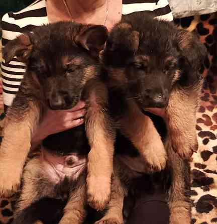 Немецкая овчарка (щенки). Донецк