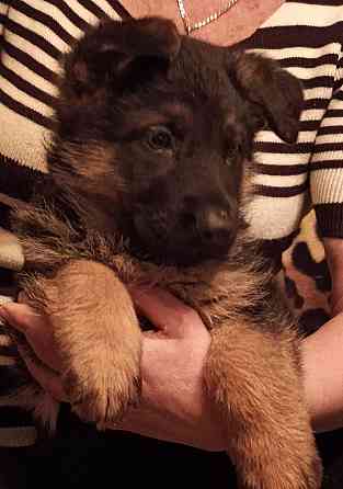 Немецкая овчарка (щенки). Донецк