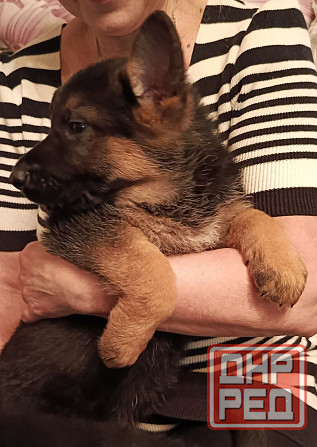 Немецкая овчарка (щенки). Донецк - изображение 6
