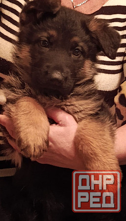 Немецкая овчарка (щенки). Донецк - изображение 4