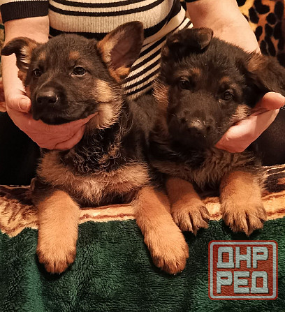 Немецкая овчарка (щенки). Донецк - изображение 2