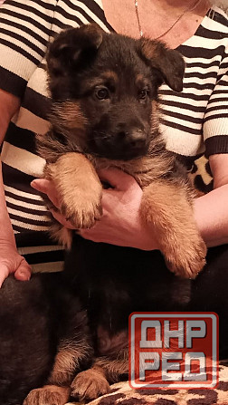 Немецкая овчарка (щенки). Донецк - изображение 5