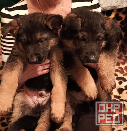 Немецкая овчарка (щенки). Донецк - изображение 1